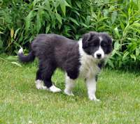 Bella Boskob en fårehund